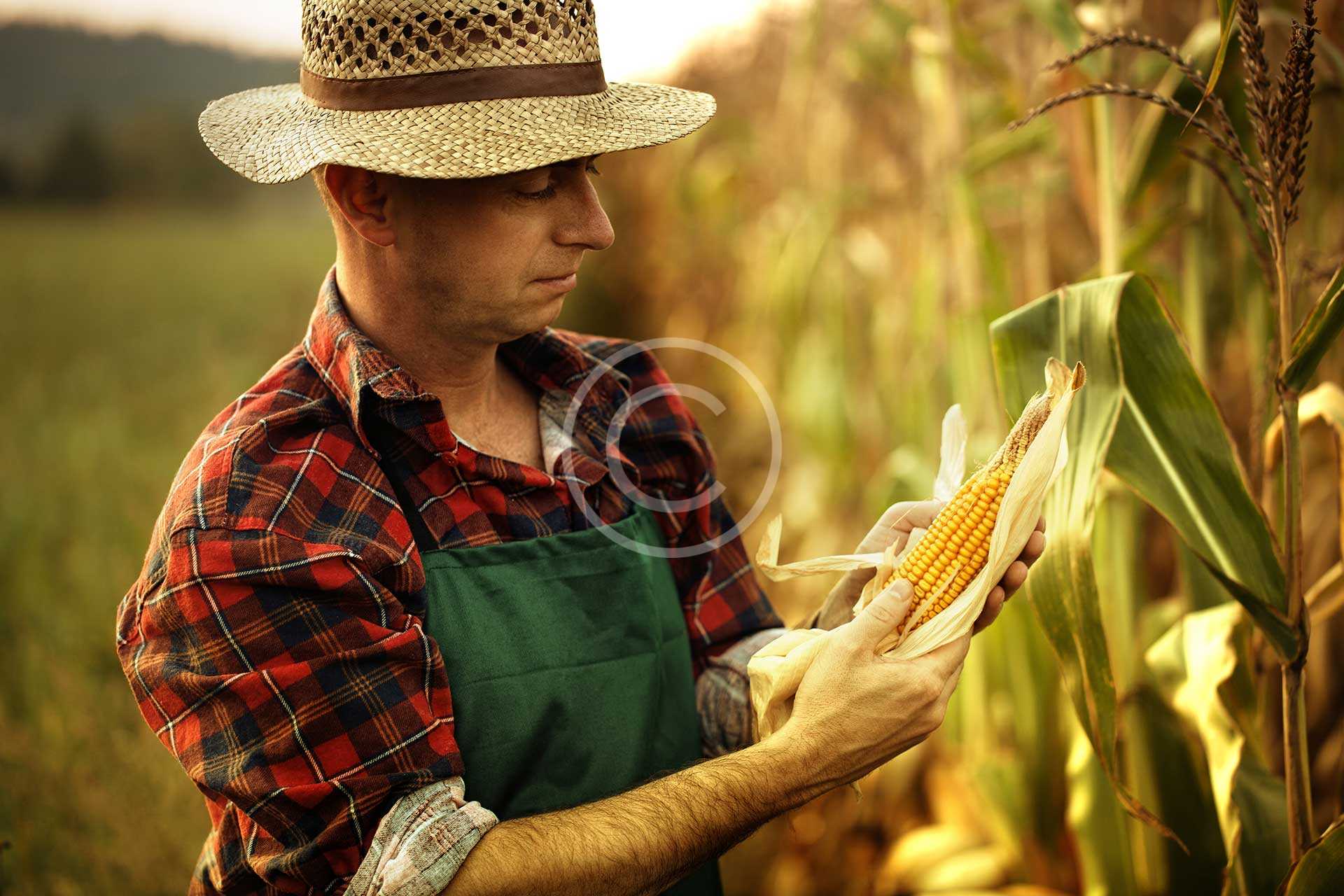 agri_img_22 agri_img_22