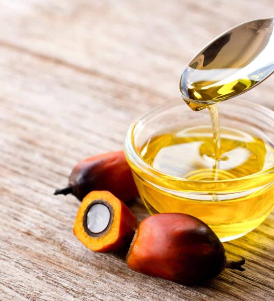 green-palm-oil-plantations-fields-in-a-sunny-day-2022-11-14-11-33-03-utc-11-1